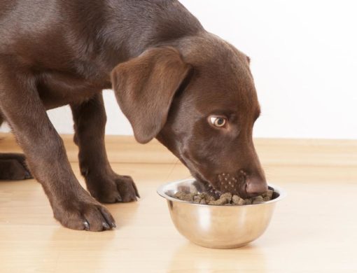 Best hypoallergenic dog food for every budget