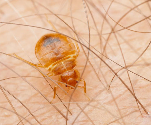 How to figure out if your home is infested bed bugs