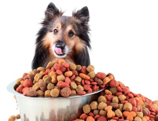 A guide to choose the right dog food