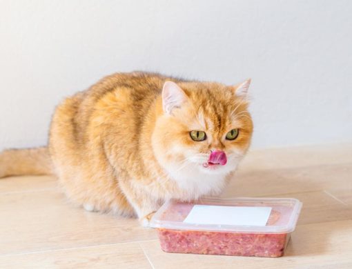 Best cat foods as per customer reviews