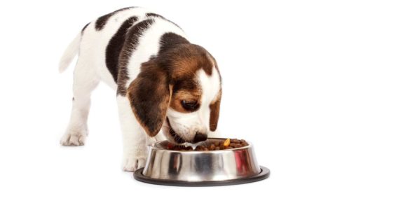 Best online websites to buy dog foods